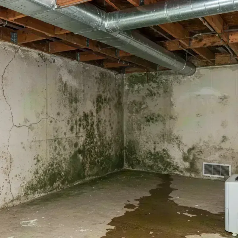 Professional Mold Removal in Saint Regis Park, KY